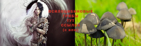 шишки Арсеньев